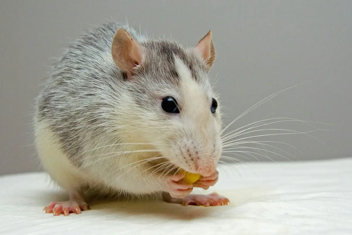 Ternyata Tikus Suka Makan Sabun Mandi!