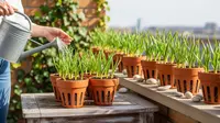 Cara Tanam Bawang Putih dalam Pot Kecil Anti Busuk Akar, Panen Melimpah dan Sehat