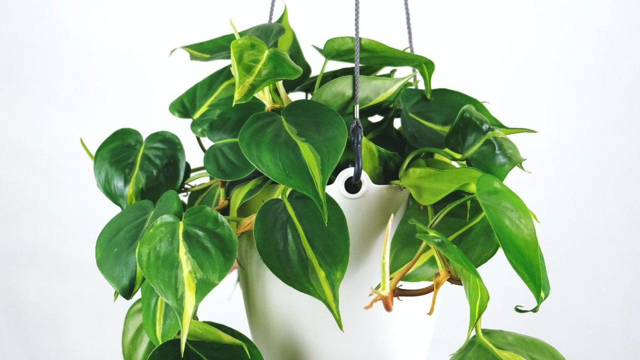 Philodendron<br>