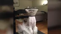 Si Kucing Pemarah yang Bakal Jadi Saingan Kucing Penggerutu