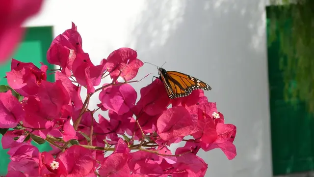 Ilustrasi Bougenville (Bunga Kertas)