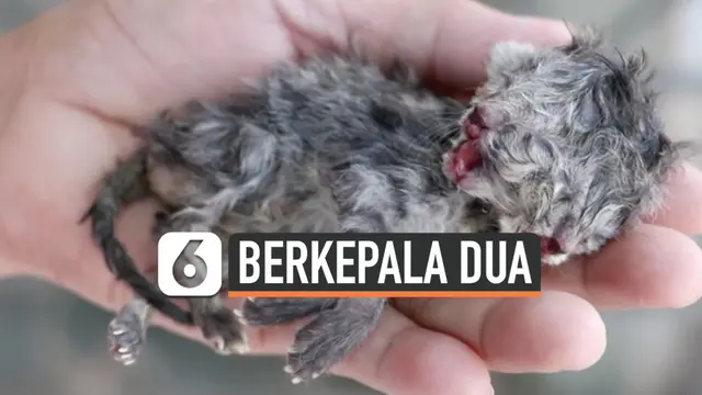 VIDEO: Anak Kucing Berkepala Dua Lahir di Thailand