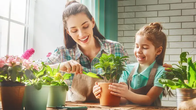 berkebun