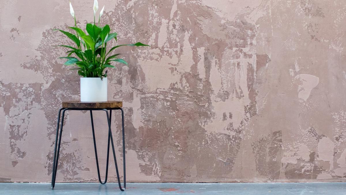 Tambahkan Sentuhan Hijau, Intip 8 Tanaman Berukuran Pendek Cantik untuk Rumah Lebih Hidup