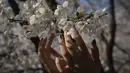 Pengunjung melihat dan menyentuh bunga sakura yang bermekaran di Taman Yuyuantan, Beijing, 24 Maret 2019. Di taman tersebut ditanam sebanyak 2.000 pohon sakura dari 18 jenis yang bermekaran setiap musim semi pada akhir bulan Maret sampai April. (Nicolas ASFOURI / AFP)