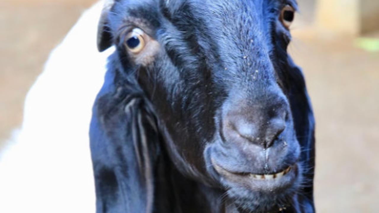 Pria Banyuwangi Ajak Para Tetangga Ternak Kambing Perah, Awalnya 10 Ekor Kini Jadi 600 Ekor Auto Kaya Berjemaah