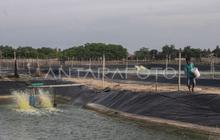 Pemkab Lebak Genjot Ekonomi Masyarakat Pesisir Melalui Pengembangan Tambak Udang Vaname