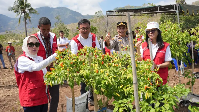 Pupuk Indonesia mengimplementasikan Program Tajumase (Tani Maju Makmur Sejahtera) di dua desa di Kabupaten Lembata, Nusa Tenggara Timur (NTT)