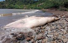 Misteri Kematian Paus Balin Sepanjang 7 Meter: Bangkai Paus Terdampar di Pantai Tulungagung, Dibiarkan Terurai Alami
