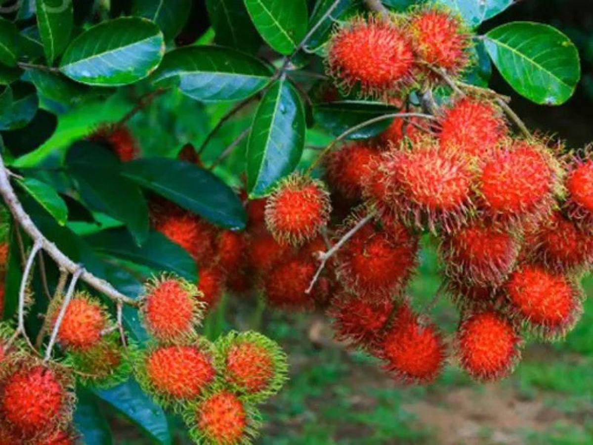 Manfaat Buah Rambutan