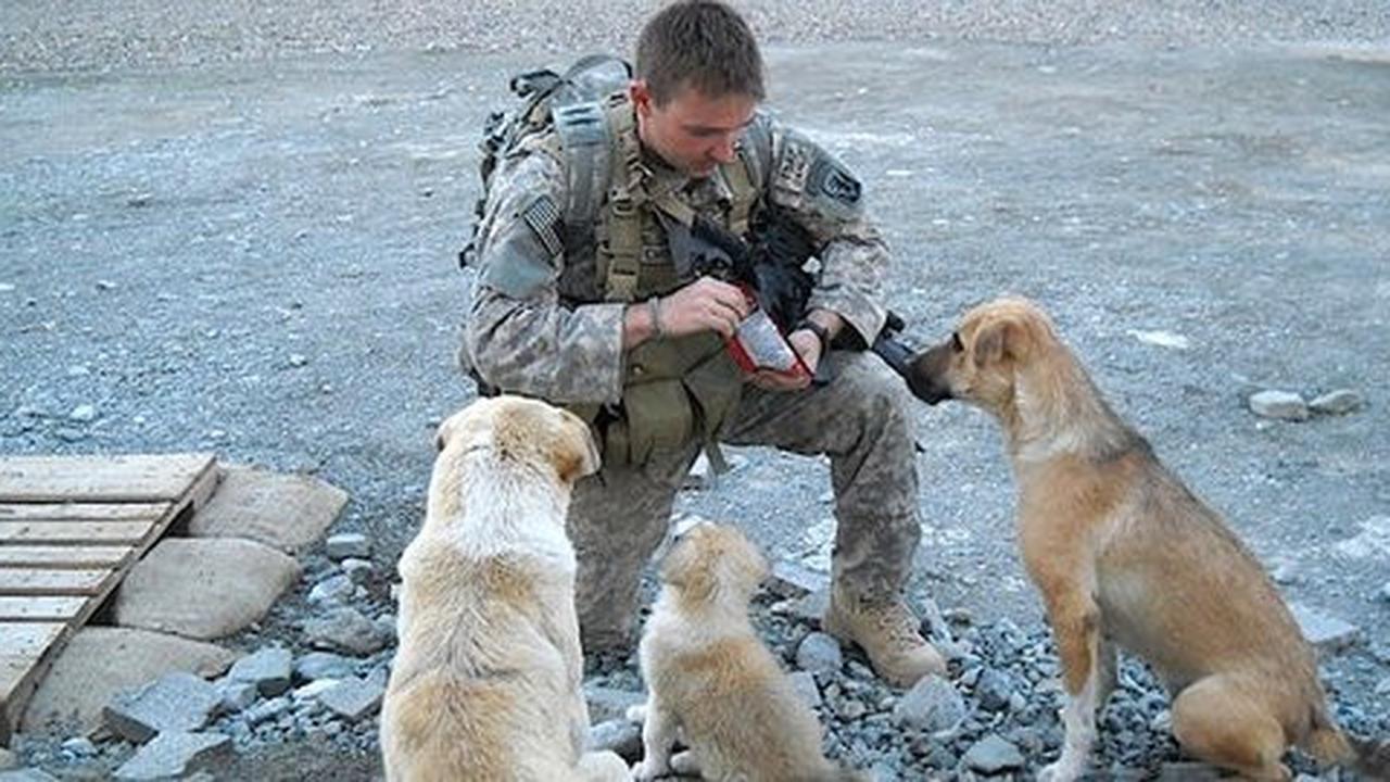 Kisah menyentuh persahabatan tentara dengan 3 anjing liar