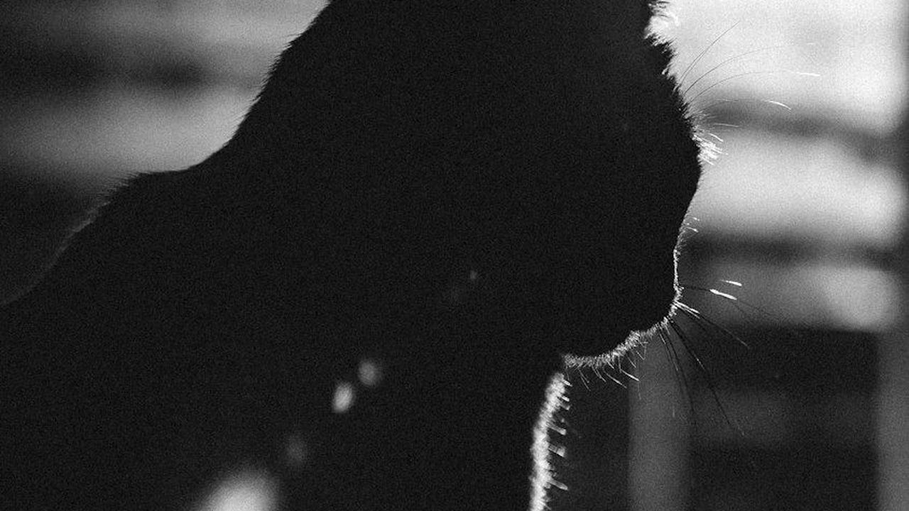 Mitos Kucing dalam Islam, Benarkah bisa Menambah Rezeki?