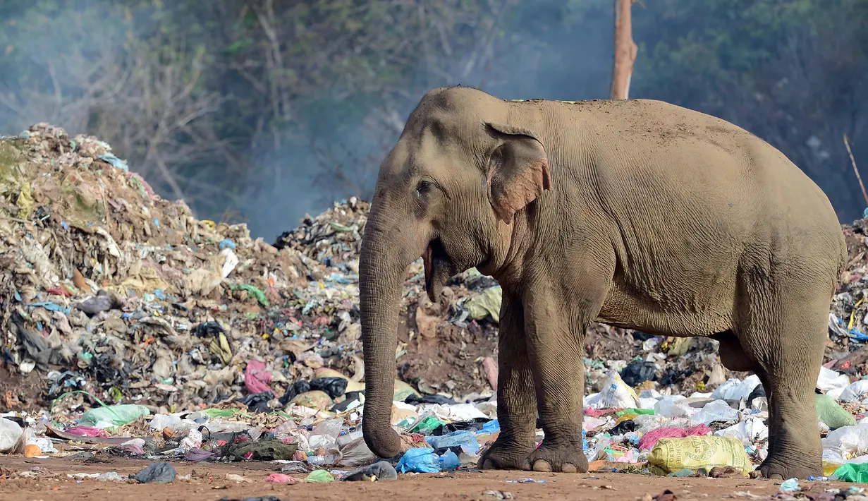 Gajah liar berada di tempat pembuangan sampah terbuka Desa Digampathana, Sabtu (19/8). Sri Lanka telah melarang tempat pembuangan sampah terbuka di dekat suaka margasatwa untuk mencegah gajah mencari makan di tumpukan sampah. (LAKRUWAN WANNIARACHCHI/AFP)