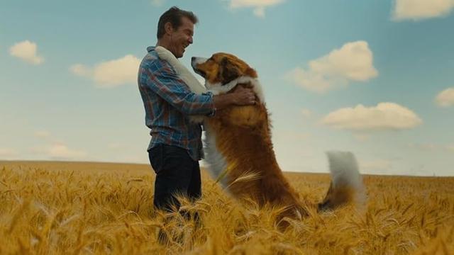 A Dog's Journey (2019)