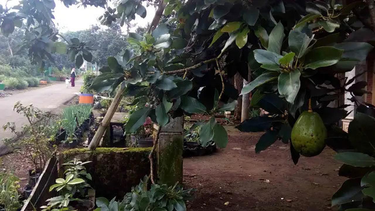 Cara Efektif Merebus Daun Alpukat untuk Menurunkan Tekanan Darah Tinggi
