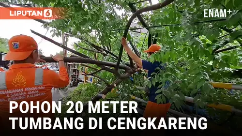 VIDEO: Pohon 20 Meter Tumbang Diterjang Hujan Deras