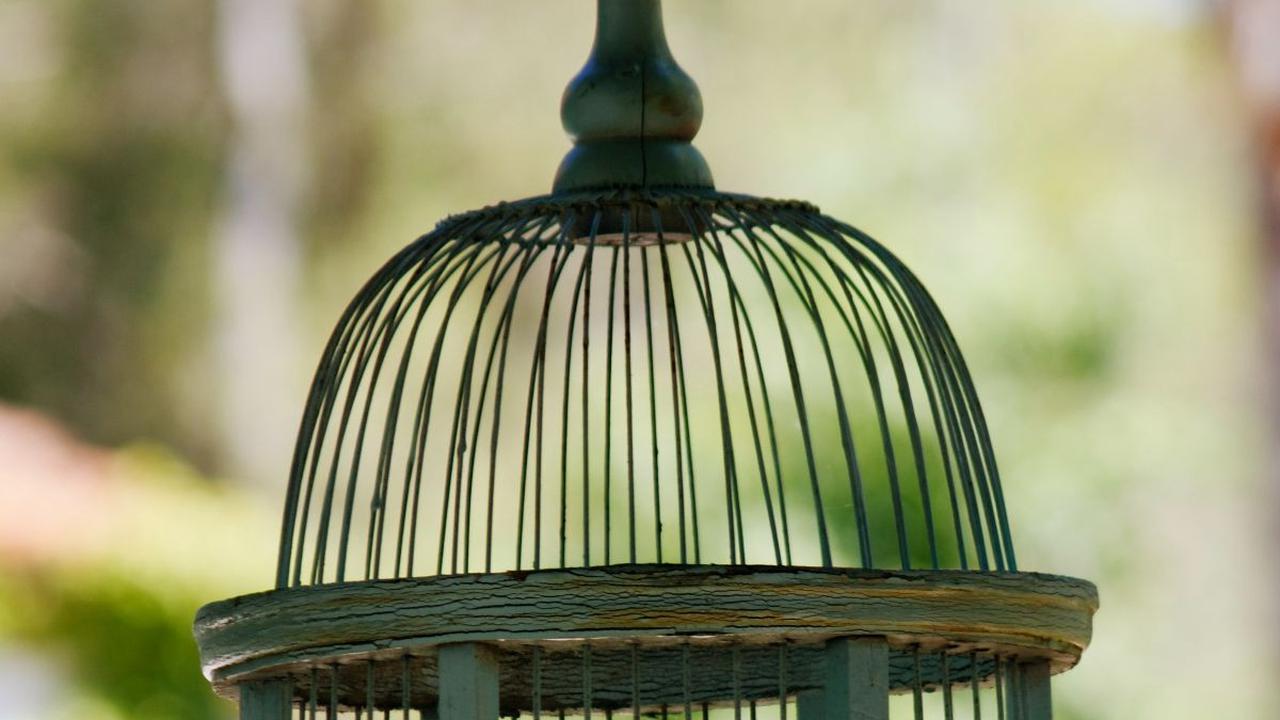 Perkutut putih, atau juga dikenal sebagai burung merpati, dipercaya membawa pesan-pesan spiritual dan memiliki kekuatan magis yang mengagumkan. Dalam mitologi Jawa, kehadiran perkutut putih sering dianggap sebagai pertanda baik.