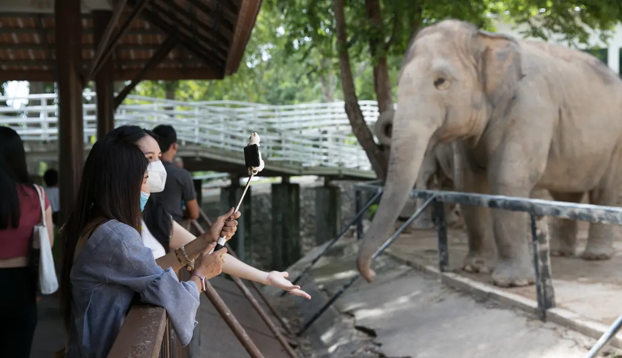 Pengunjung memotret seekor gajah di Khao Kheow Open Zoo, Provinsi Chonburi, Thailand, Selasa (16/6/2020. Enam kebun binatang di Thailand akan kembali dibuka bagi pengunjung secara gratis mulai 15 hingga 30 Juni. (Xinhua/Zhang Keren)