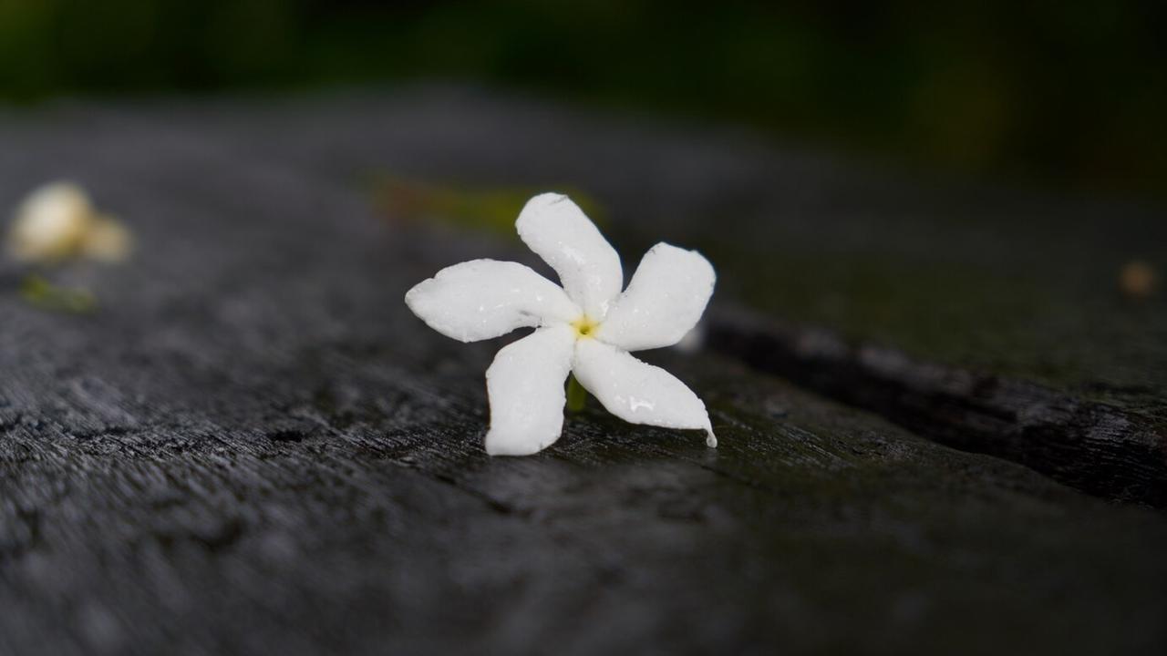 Bunga Melati