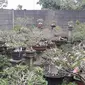 Adenium yang masih ramai diburu para pembeli (Dok.Istimewa/Komarudin)