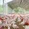 Strategi Ternak Ayam Broiler agar Bisa Panen 35 Hari, Tumbuh Optimal dan Efisien