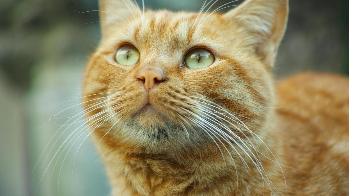 Misteri Warna Kucing Oren Terungkap Setelah Diteliti 60 Tahun, Banyak di Jantan