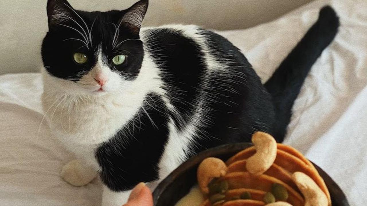 Menyesuaikan Dengan Kebutuhan Kucing<br>Menentukan jenis makanan terbaik untuk kucing tidak bisa dilakukan tanpa mempertimbangkan beberapa faktor.