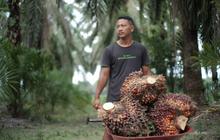 Kementan Awasi Perusahaan Sawit Hadapi El Nino, Pastikan Produksi Tetap Terjaga