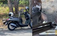 Wanita Ini Hanya Bisa Pasrah Saat Honda Scoopy nya Dirusak Oleh Monyet