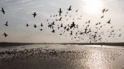 Foto udara menunjukkan kawanan burung migran terbang di atas Danau Dongting Barat di Changde, Provinsi Hunan, China, 11 November 2020. Sekitar 20.000 ekor burung migran telah tiba di Danau Dongting Barat tahun ini. (Xinhua/Chen Sihan)