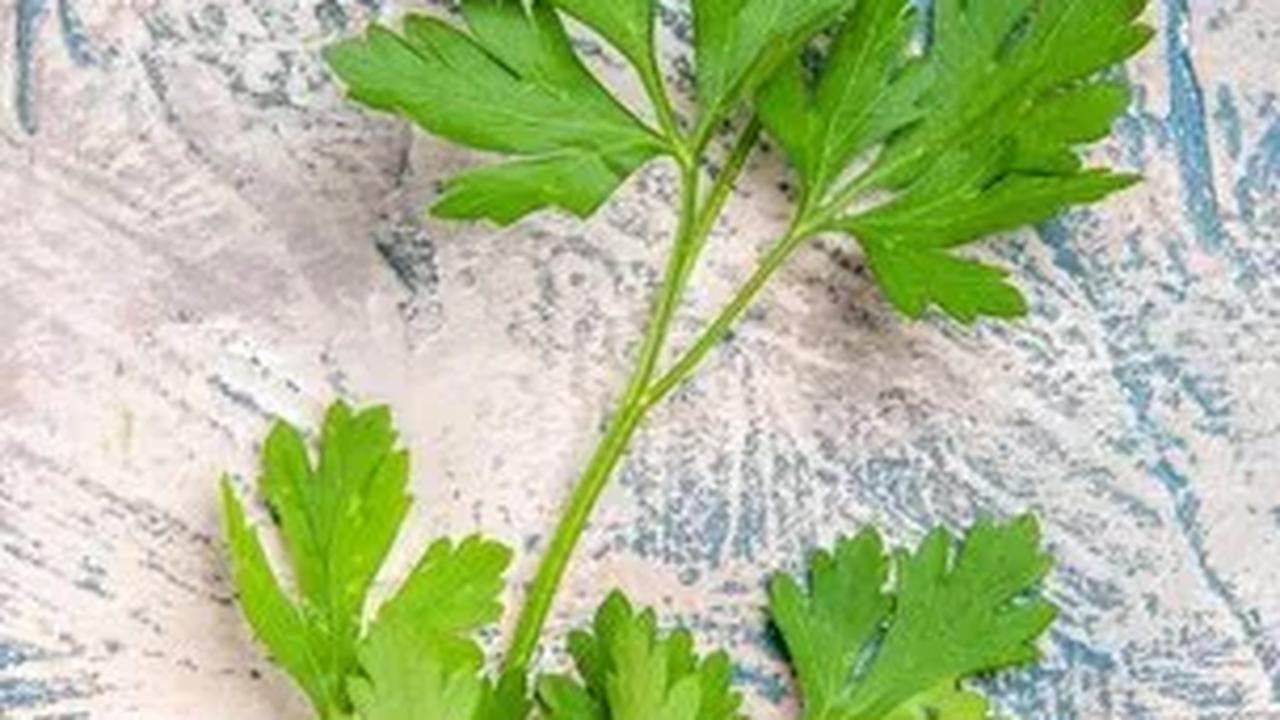 8 Manfaat Daun Peterseli Untuk Kesehatan Anak, Termasuk Otak dan Pengelihatan