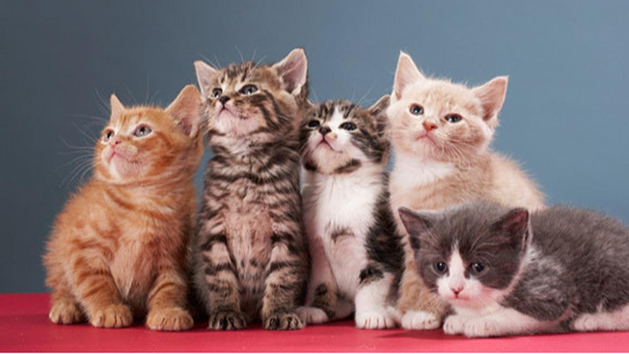 Kucing Gemuk Memang Lucu Tapi.. (Plus Kumpulan Foto Kucing Tergemuk di Dunia)