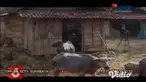 Ratusan kerbau berpawai dengan penggembala dan pemiliknya di jalan raya, dalam Tradisi Gumbregan Maheso di Kecamatan Widodaren, Kabupaten Ngawi. Sekitar 500 kerbau diarak dari hutan menuju lapangan desa setempat, hingga mandi di sungai dan pulang ke ...