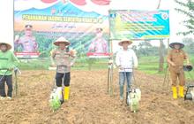 Trivia: BUMDes Perumahan Sukses! Program Satu Desa Dua Hektar Jagung Dimulai di Serang, Dukung Swasembada Pangan Nasional