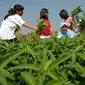 Seorang ibu dengan anak-anaknya menikmati wisata memanen kangkung di lahan akademi berkebun bagian dari Indonesia berkebun di Serpong, Tangeran, Banten. (Antara)