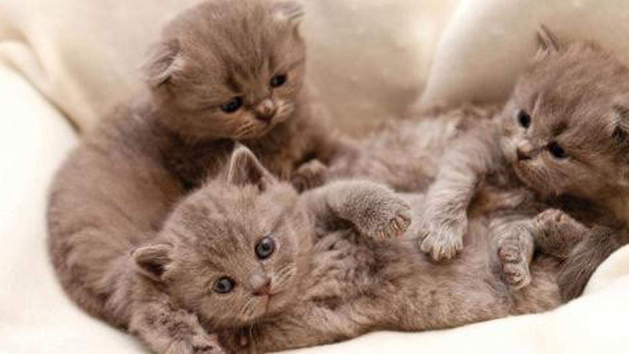 10 Fakta menarik tentang kucing