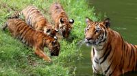 Harimau Benggala merawat tiga dari empat anaknya yang lahir di Guadalajara Zoo, negara bagian Jalisco, Meksiko pada 5 Oktober 2021. Empat anak harimau itu lahir pada 3 Juli lalu dari Albert dan Chitara, harimau bengal di kebun binatang tersebut. (LISES RUIZ / AFP)