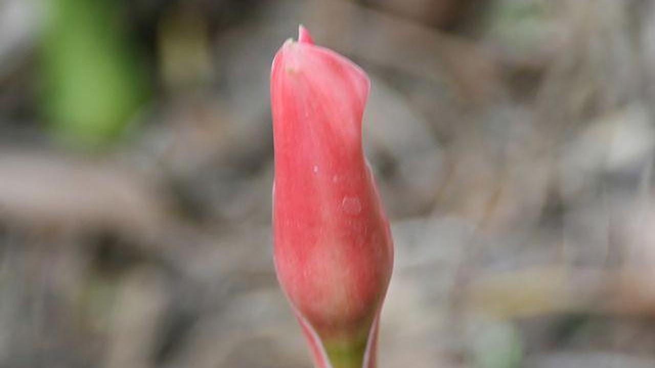 Bunga kecombrang