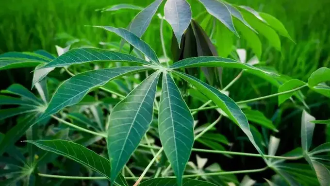 Cara merebus daun singkokg