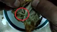 Ayam Berbelatung di Warung Padang Sari Bundo Bikin Heboh Warga Kupang