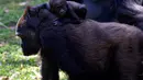 Gorila dataran rendah barat, Lou Lou dan anaknya terlihat di Kebun Binatang Belo Horizonte, Brasil pada 14 Oktober 2019.  Kebun binatang ini merupakan satu-satunya di Amerika Selatan yang berhasil mengembangbiakkan spesies langka ini. (DOUGLAS MAGNO/AFP)