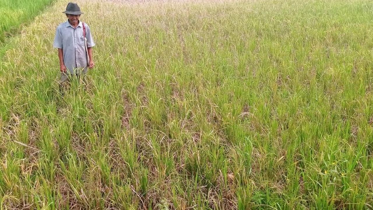 Pemkab Lebak Usulkan Sumur Bor ke Kementan, Upaya Atasi Kekeringan dan Jaga Produksi Pangan