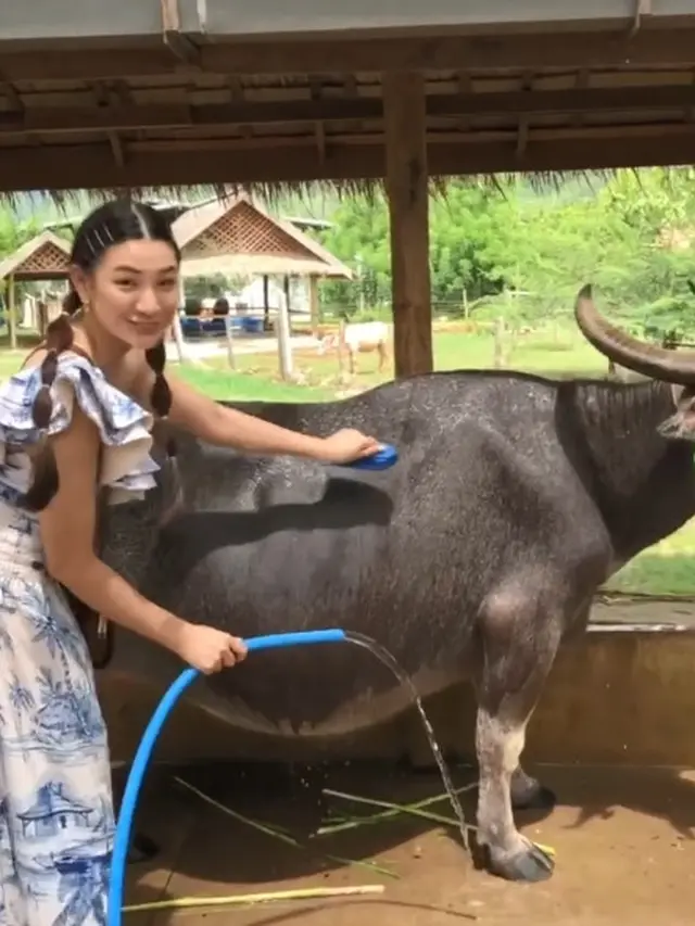 7 Potret Liburan Patricia Devina ke Laos, Enggak Takut Mandikan Kerbau