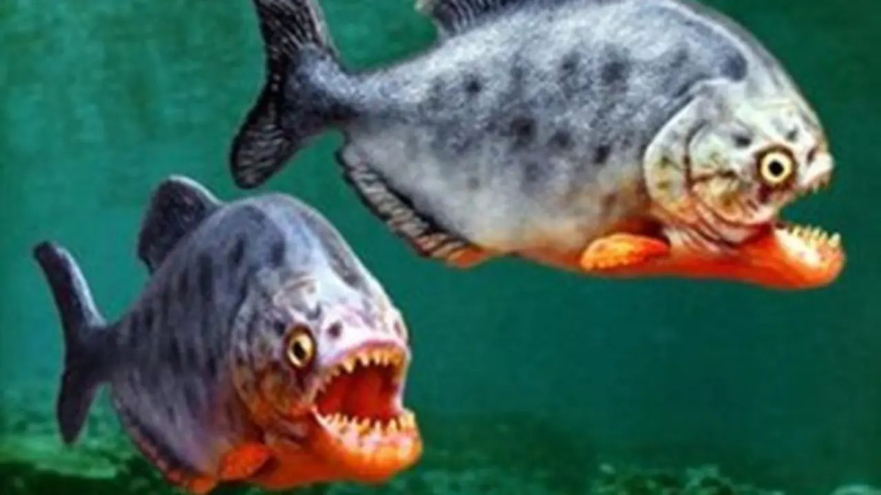 Ikan-ikan Paling Berbahaya di Dunia yang Pernah Ada - Citizen6 Liputan6.com