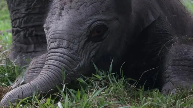 Gajah Sumatera Ngantini Lahirkan Bayi Gajah Betina di TWA Buluh Cina. (Dok: IG @bbksda_riau https://www.instagram.com/p/DB-b_PivkSF/?igsh=YWM4aGFoeXVzNzJ0)