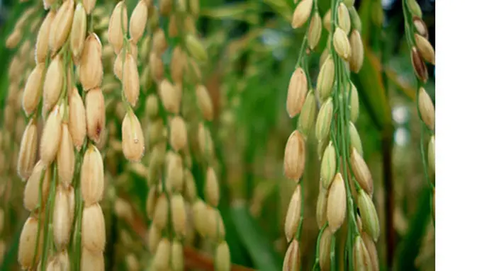 (C) untubogang.blogdetik.com