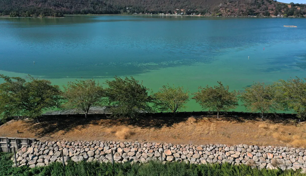 Foto udara menunjukkan mekarnya cyanobacteria atau disebut ganggang biru-hijau di Clear Lake di Redbud Park, California (26/9/2021). Penduduk dan pengunjung Clear Lake, danau air tawar terbesar kedua di California, didesak untuk berhati-hati saat mengunjungi danau. (Justin Sullivan/Getty Images/AFP)