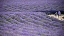 Orang-orang berjalan di ladang lavender di Sale San Giovanni, Cuneo, Italia, 29 Juni 2021. Bunga lavender bermekaran menyajikan pemandangan yang indah. (MARCO BERTORELLO/AFP)
