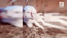 Seekor anak domba lahir dengan fisik tak biasa di China. Ia terlahir dengan dua kepala.