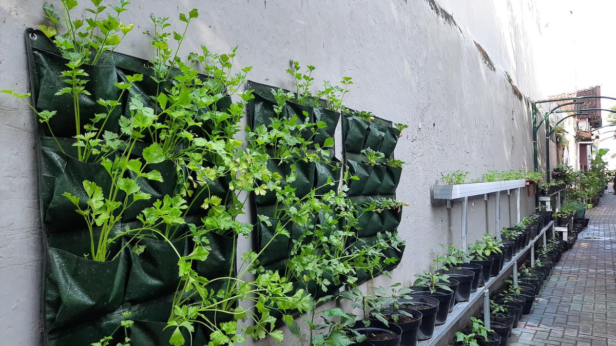 Tips Berkebun Skala Rumah Tangga ala Kampung Sayur Suryatmajan Yogyakarta